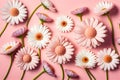 Flat lay Illustration concept white daisy flower, pastel pink background, 3D beautiful flowers are blooming, Valentineâ¬â¢s Royalty Free Stock Photo