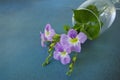 Flat lay image of brazilian snapdragon vase on blue floor Royalty Free Stock Photo