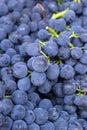 Flat lay, a lots of organic blue grapes, concept wine, crop and juice Royalty Free Stock Photo