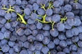 Flat lay, a lots of organic blue grapes, concept wine, crop and juice. Royalty Free Stock Photo