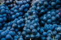 Flat lay, a lots of organic blue grapes Royalty Free Stock Photo