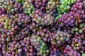 flat lay  a lots of organic wine grapes  concept wine  crop and juice Royalty Free Stock Photo