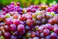 flat lay  a lots of organic wine grapes  concept wine  crop and juice Royalty Free Stock Photo