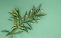 Flat lay. Olive branch with leaves with green olives on a green background. Healthy food Mediterranean diet. Pattern, background,