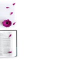 Flat lay: open Bible, book and pink, purple, violette, red Gerbera flower with petals