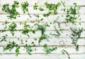 Various fresh green kitchen herbs Royalty Free Stock Photo