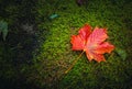 Flat lay picture of a red maple leaf, Acer platanoides L., lying on moss or natural ground Royalty Free Stock Photo