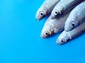 Flat lay pile of bleak fish on blue background with copy space for text. Top view fresh seafood on the table for menu concept.