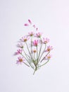 Flat lay of pink garden cosmos flowers on a white background - Cosmos bipinnatus Royalty Free Stock Photo