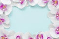 flat lay pink orchids frame. High quality beautiful photo concept