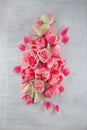 Flat lay with pink tulips and roses blossom flowers over white wood background, top view. Royalty Free Stock Photo