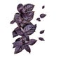 Flat lay of red basil leaves Royalty Free Stock Photo