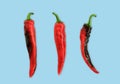 Flat lay red chili peppers pattern on ligh blue t background. Top view.