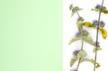 Flat lay, spring flowers, leaves and medicinal herbs on a white background with blank space on pastel postcard, top view