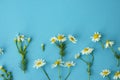 Flat lay spring and summer white chamomile flowers with green stems on blue background from top view. Floral frame. Copy space Royalty Free Stock Photo