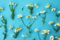 Flat lay spring and summer white chamomile flowers with green stems on blue background from top view. Floral pattern Royalty Free Stock Photo