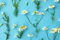 Flat lay spring and summer white chamomile flowers with green stems on blue background from top view. Floral pattern Royalty Free Stock Photo