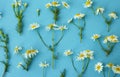 Flat lay spring and summer white chamomile flowers with green stems on blue background from top view. Floral pattern Royalty Free Stock Photo