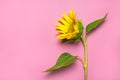 Flat lay Sunflower natural background. Beautiful fresh yellow sunflower with green leaves on pink background top view copy space. Royalty Free Stock Photo