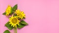 Flat lay Sunflower natural background. Beautiful fresh yellow sunflower with green leaves on pink background top view copy space. Royalty Free Stock Photo