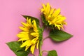 Flat lay Sunflower natural background. Beautiful fresh yellow sunflower with green leaves on pink background top view copy space. Royalty Free Stock Photo