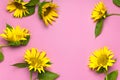Flat lay Sunflower natural background. Beautiful fresh yellow sunflower with green leaves on pink background top view copy space. Royalty Free Stock Photo