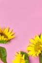 Flat lay Sunflower natural background. Beautiful fresh yellow sunflower with green leaves on pink background top view copy space. Royalty Free Stock Photo