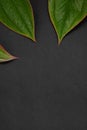 Flat lay with three green leaves on dark gray background Royalty Free Stock Photo