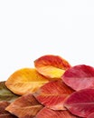 Flat lay top view banner close up of yellow, green, brown, red and orange autumn leaves on the left site of the frame on white Royalty Free Stock Photo