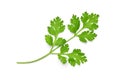 fresh coriander leaves