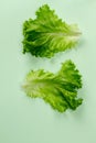 Flat lay top view Lettuce fresh. Salad leaf. Lettuce on mint background.