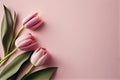 Flat lay, top view, with a lot of copy space, nice gentle background with pink tulips on pink background Royalty Free Stock Photo