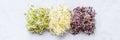 Flat lay top view of microgreens assortment on gray concrete background. Fresh alfalfa sprouts, broccoli flower buds