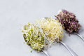 Flat lay top view of microgreens assortment on gray concrete background. Fresh alfalfa sprouts, broccoli flower buds