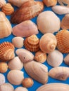 Flat lay. Top view. Seashells of various kinds on background. Royalty Free Stock Photo