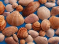 Flat lay. Top view. Seashells of various kinds on background.