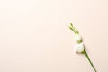 Flat lay, top view spray rose branch with white petal on pastel pink background. Feminine background with copy space for text