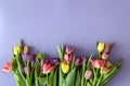Flat lay floral spring composition, tulips on purple background. Royalty Free Stock Photo