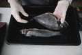 Flat lay of two fresh Mediterranean fish, dorado on the palette and fishmonger`s hands in the seafood store. Food background. Royalty Free Stock Photo