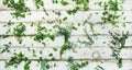 Various fresh green kitchen herbs for healthy cooking, wide composition Royalty Free Stock Photo