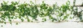 Various fresh green kitchen herbs for healthy vegan cooking Royalty Free Stock Photo