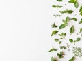 Flat-lay of various fresh green kitchen herbs. Parsley, mint, dill, basil, marjoram, thyme on white background, top view. Spring Royalty Free Stock Photo