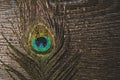 Single peacock tail feather with water drops.