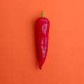 Flat lay view of hot red chili peppers. Food background. Copy space. Bright red orange background. Design banner. Royalty Free Stock Photo