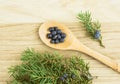 Flat lay view Juniper latin Juniperus communis berries on wooden spoon juniper tree branch.