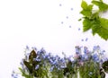 Flat lay view of small violet petal flowers and green leaves on white background