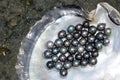 Tahitian Black Pearls