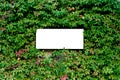 Flat lay white sheet of paper on green leaves. Blank sheet with copy space. Paper card mockup on green leaves Royalty Free Stock Photo