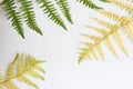 Yellow and green fern leaves plant on white background. Quotes texts frame. Free space for display products. Natural pattern. Royalty Free Stock Photo