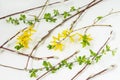 Flat lay of yellow flowers forsythia and pussy willow branches. Natural spring background Royalty Free Stock Photo